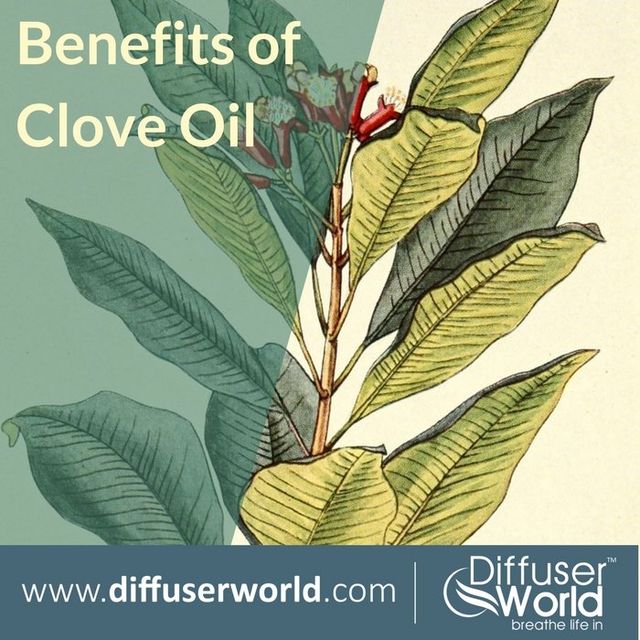 Benefits Of Clove Essential Oil